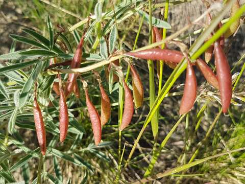 Image of Indian milk-vetch