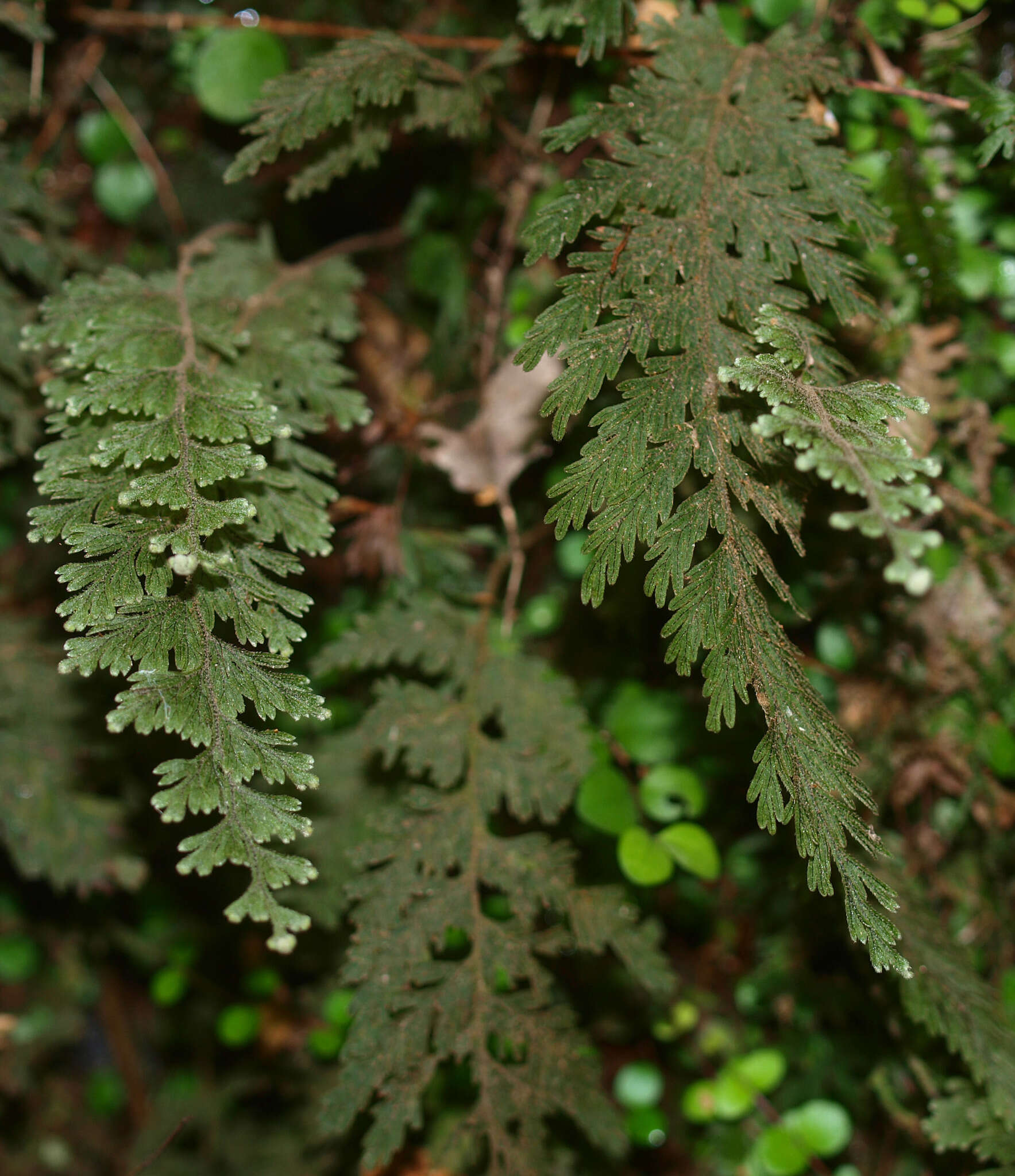 Image of Hymenophyllum frankliniae Col.