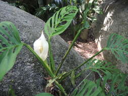 Image of Monstera adansonii subsp. laniata (Schott) Mayo & I. M. Andrade