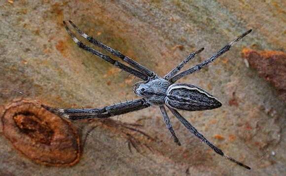 Image of Argiope ocyaloides L. Koch 1871