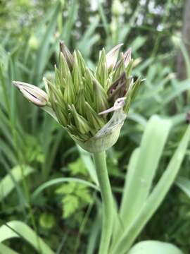 Allium cristophii Trautv. resmi