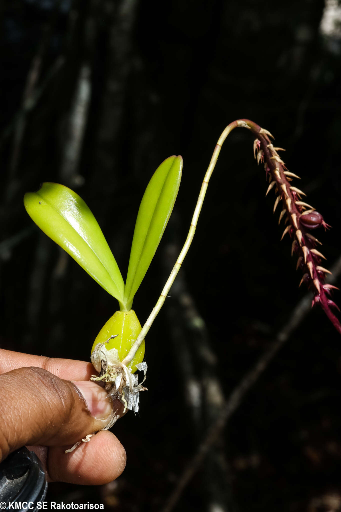 Image of Bulbophyllum rubrum Jum. & H. Perrier