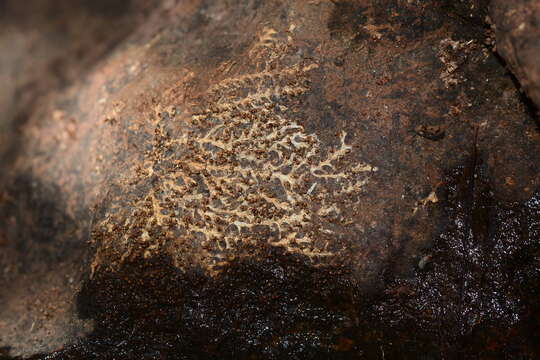 صورة Cladopus hookeriana (Tul.) C. Cusset