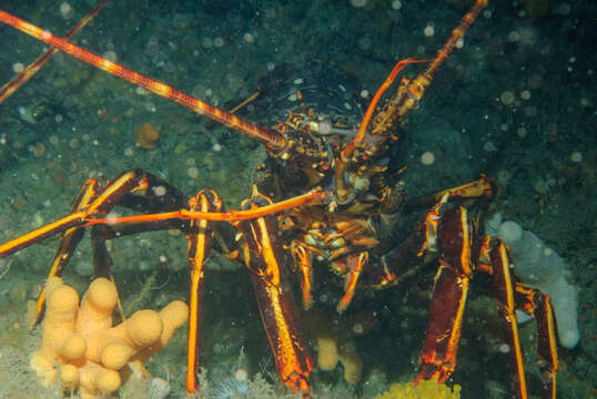 Image of Common Spiny Lobster