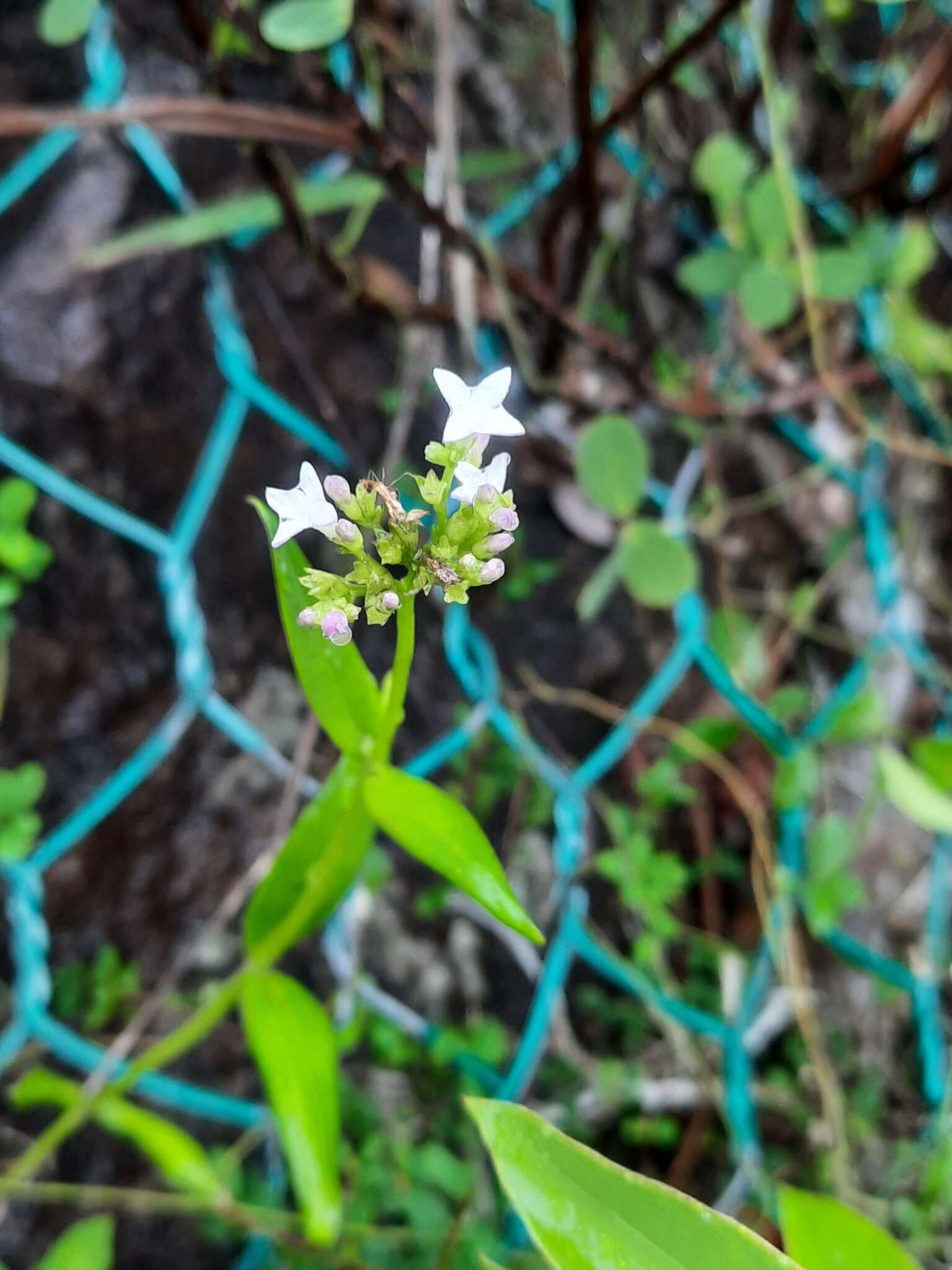 Image of Hedyotis lancea Thunb. ex Maxim.