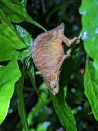 Image of South African Stumptail Chameleon