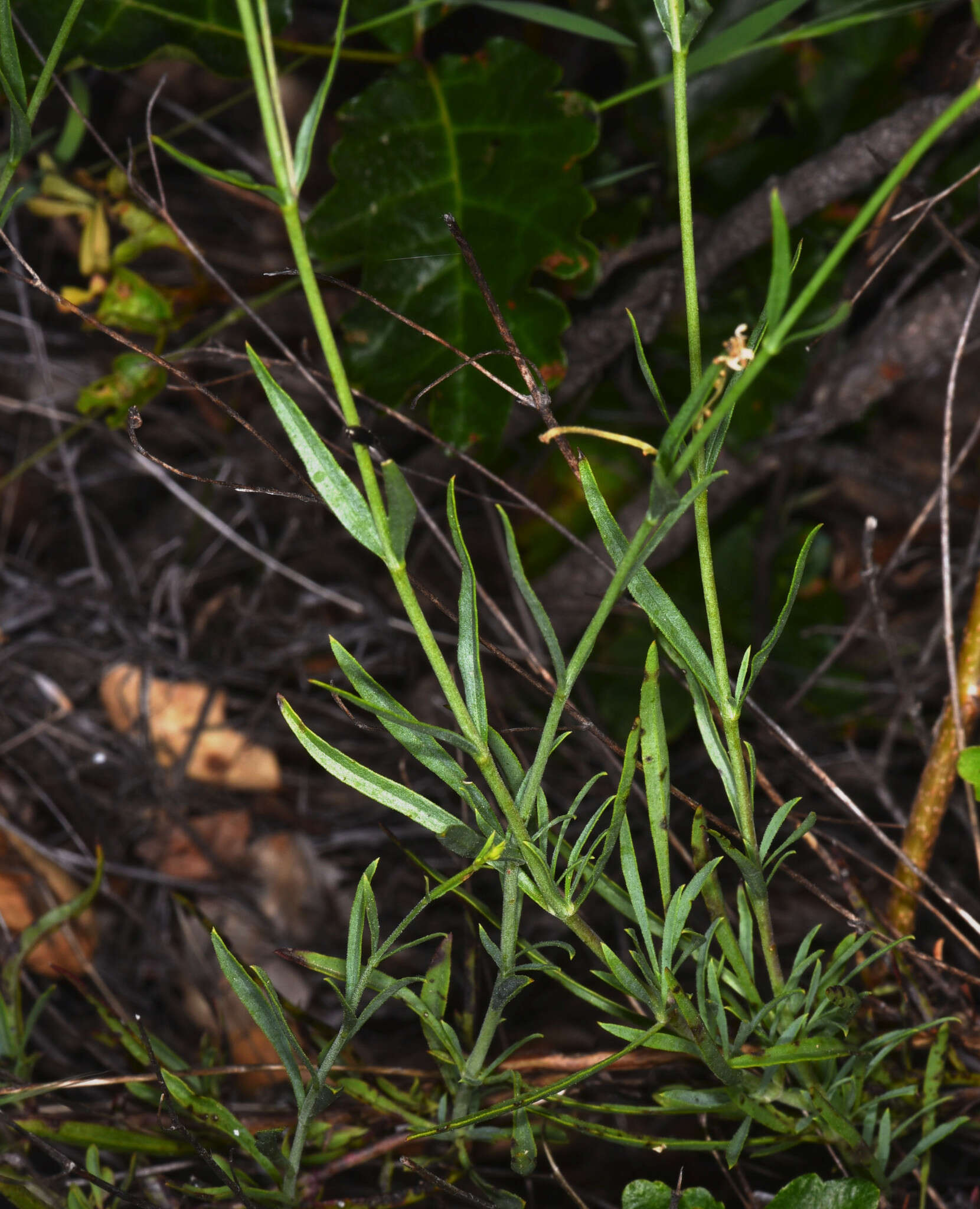 Image of bunchleaf penstemon