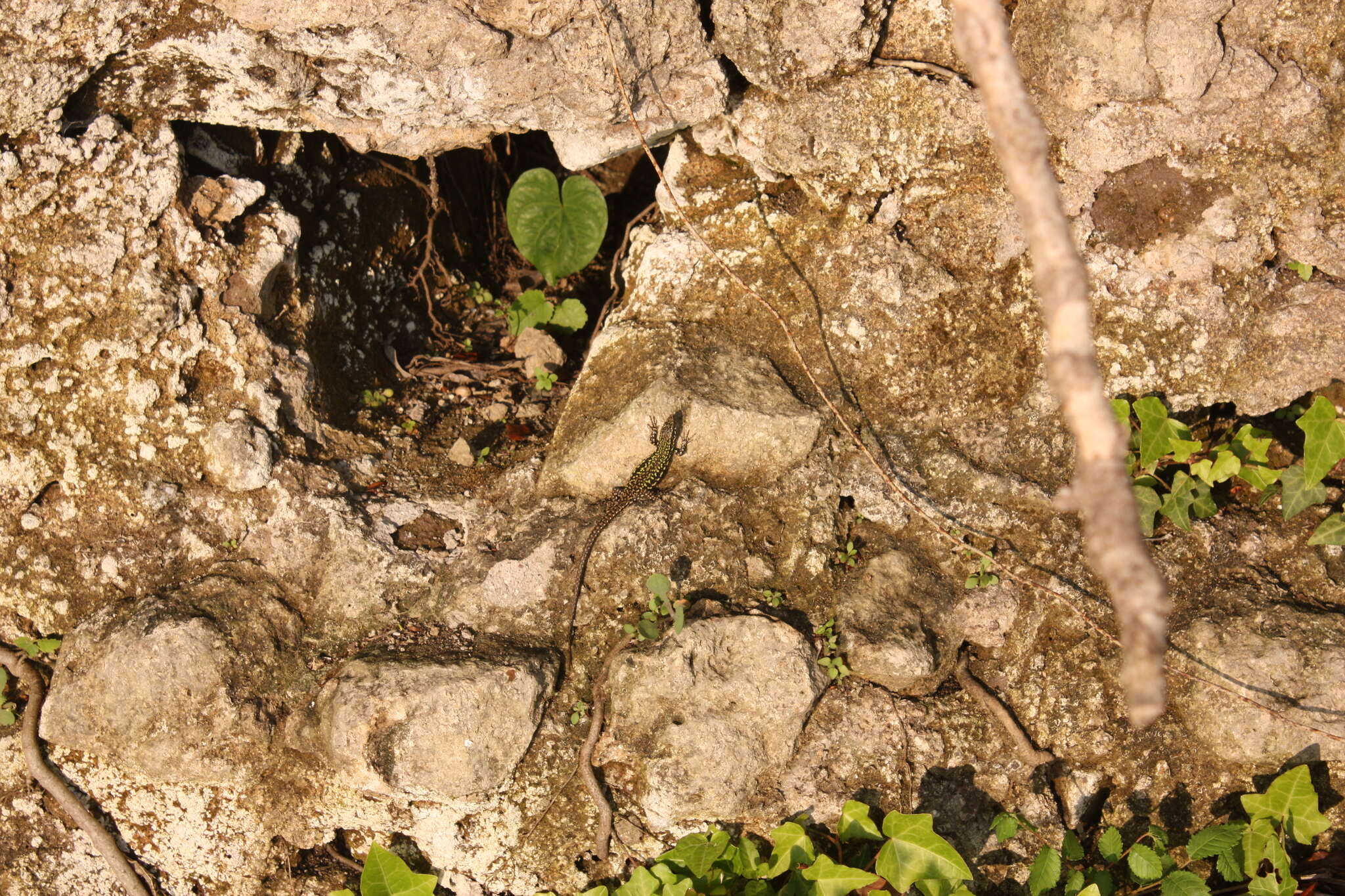 Image of Podarcis muralis nigriventris Bonaparte 1838