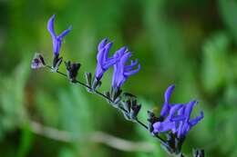 Salvia coerulea Benth. resmi