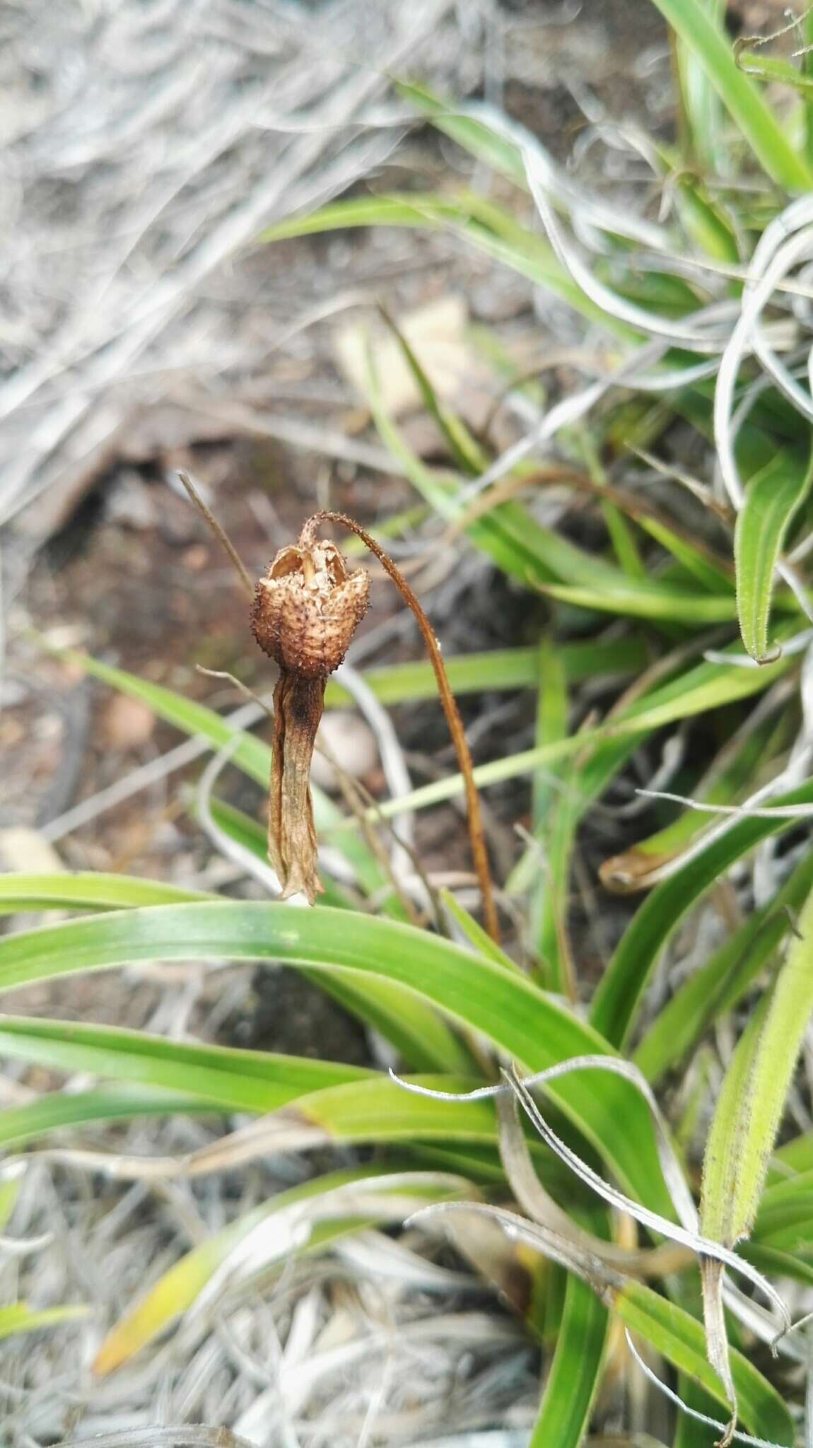 Image of Xerophyta adendorffii Behnke