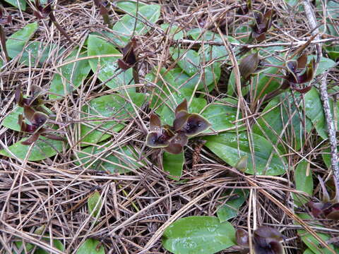 Image of Large bird orchid