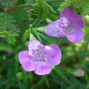 Image of <i>Agalinis <i>purpurea</i></i> var. purpurea