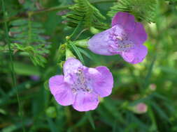 Image of <i>Agalinis <i>purpurea</i></i> var. purpurea