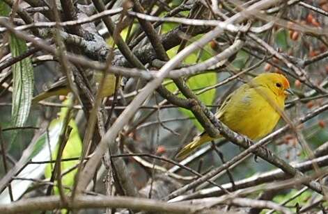 Image of Saffron Finch