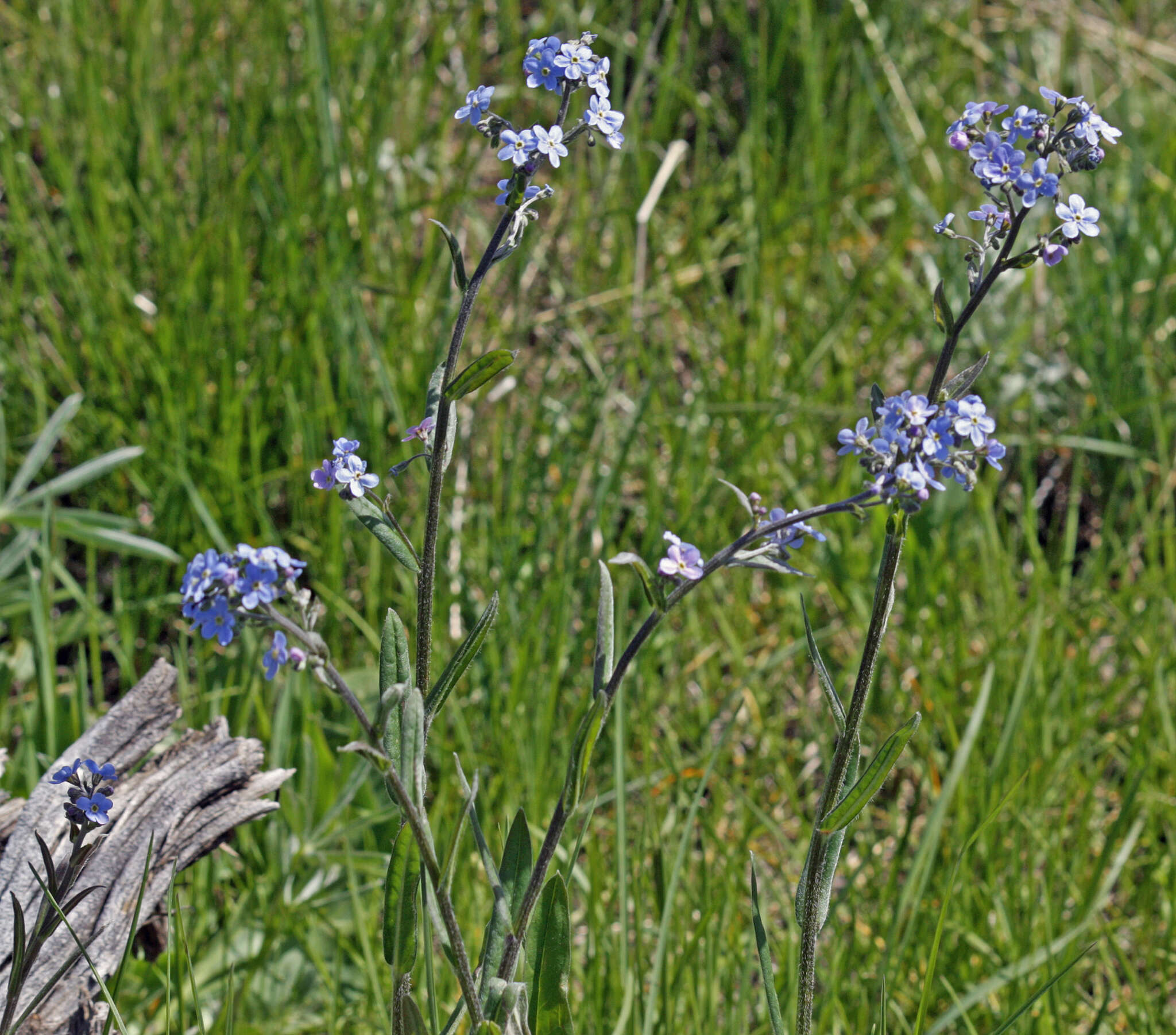 Image de hackélia bleu