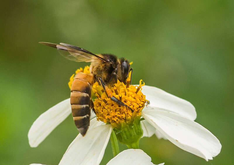 Image of Giant honey bee