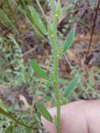 Sivun Bossiaea stephensonii F. Muell. kuva