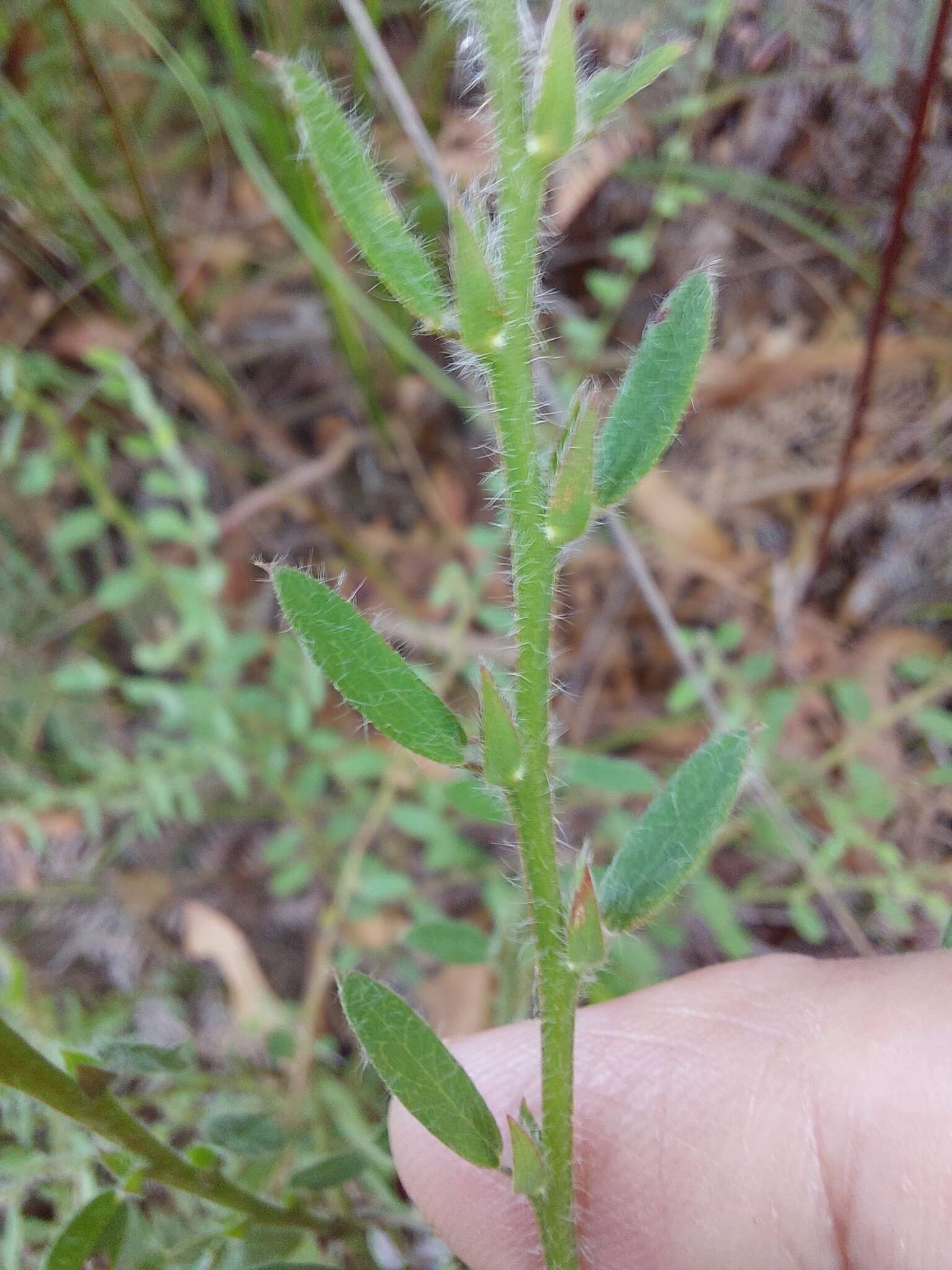 Plancia ëd Bossiaea stephensonii F. Muell.