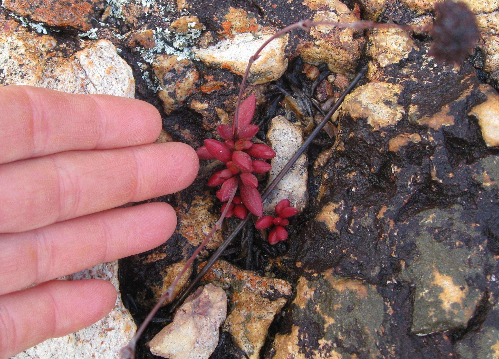 Image of <i>Crassula <i>atropurpurea</i></i> var. atropurpurea