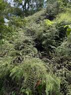 Image of thicket creepingfern