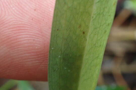 Image of October lady's tresses