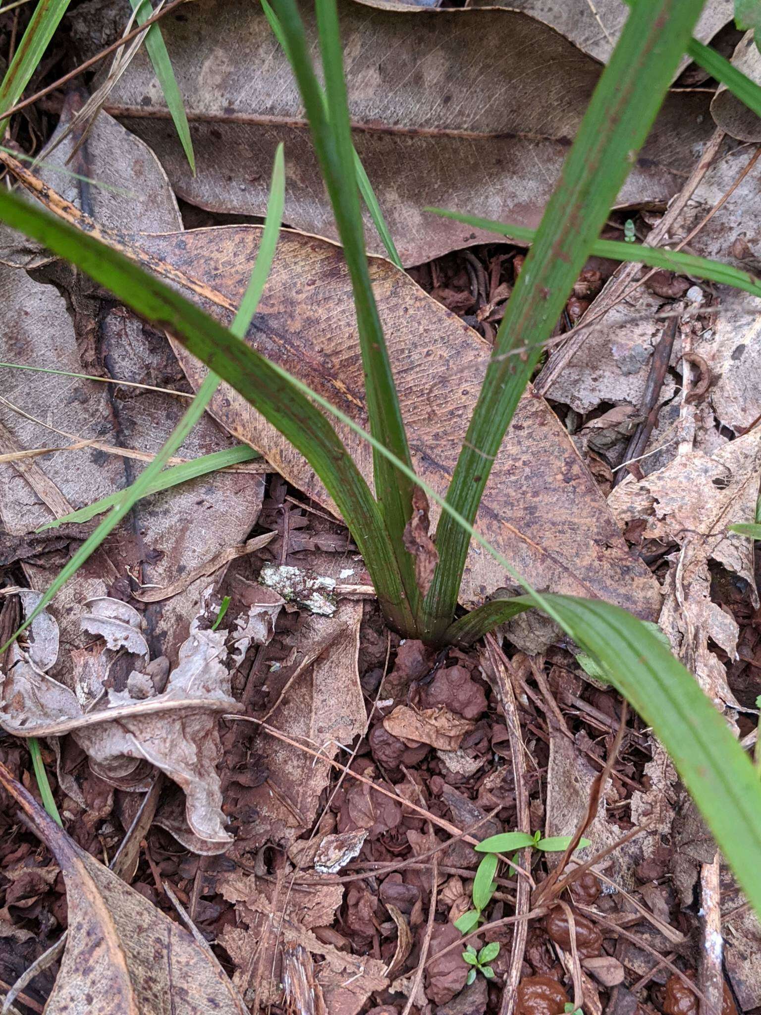 صورة Trimezia martinicensis (Jacq.) Herb.