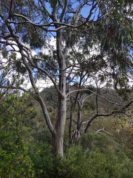 Image of Dodonaea viscosa subsp. viscosa