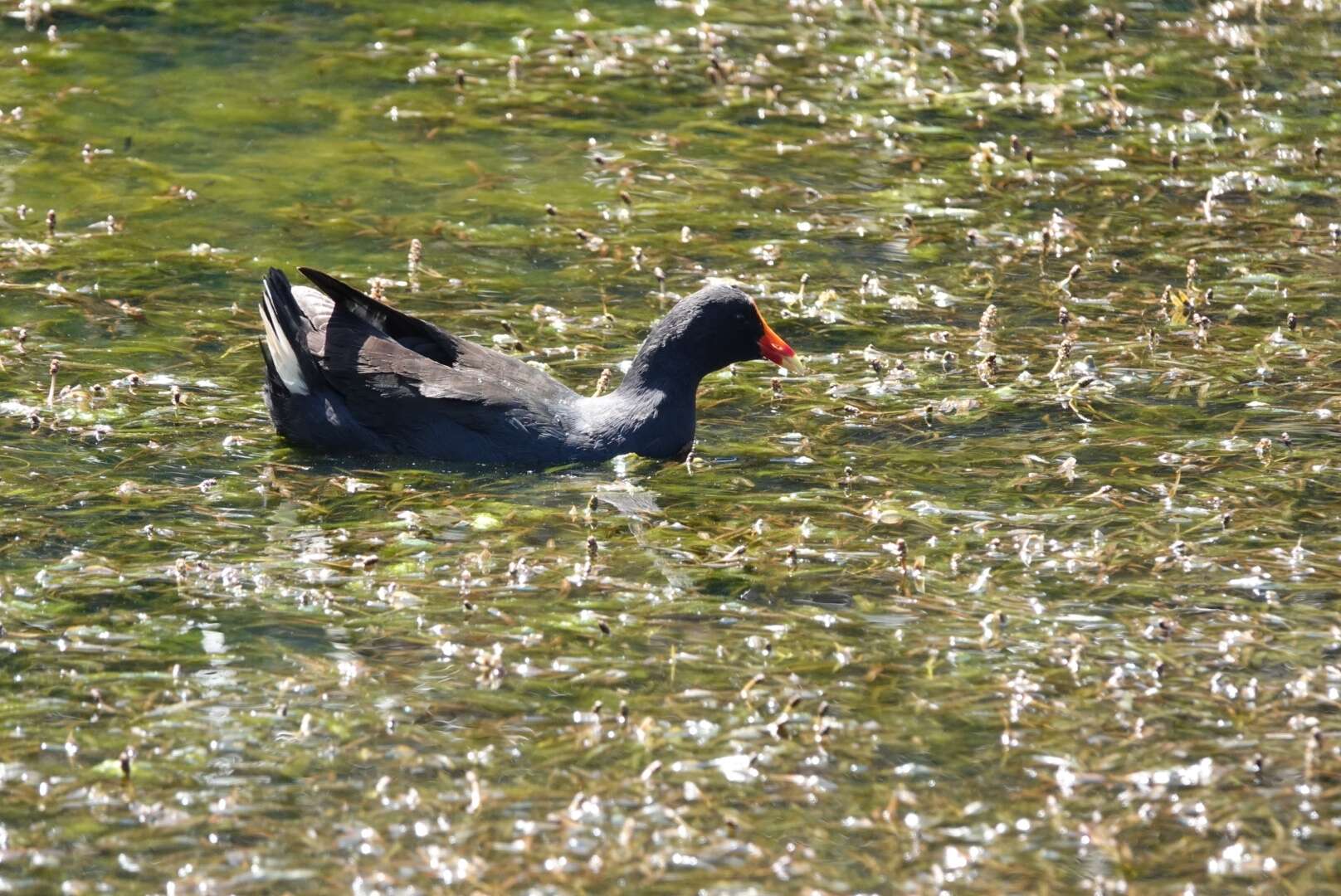 Gallinula tenebrosa tenebrosa Gould 1846 resmi