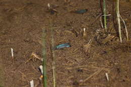 Image of Desert Pupfish