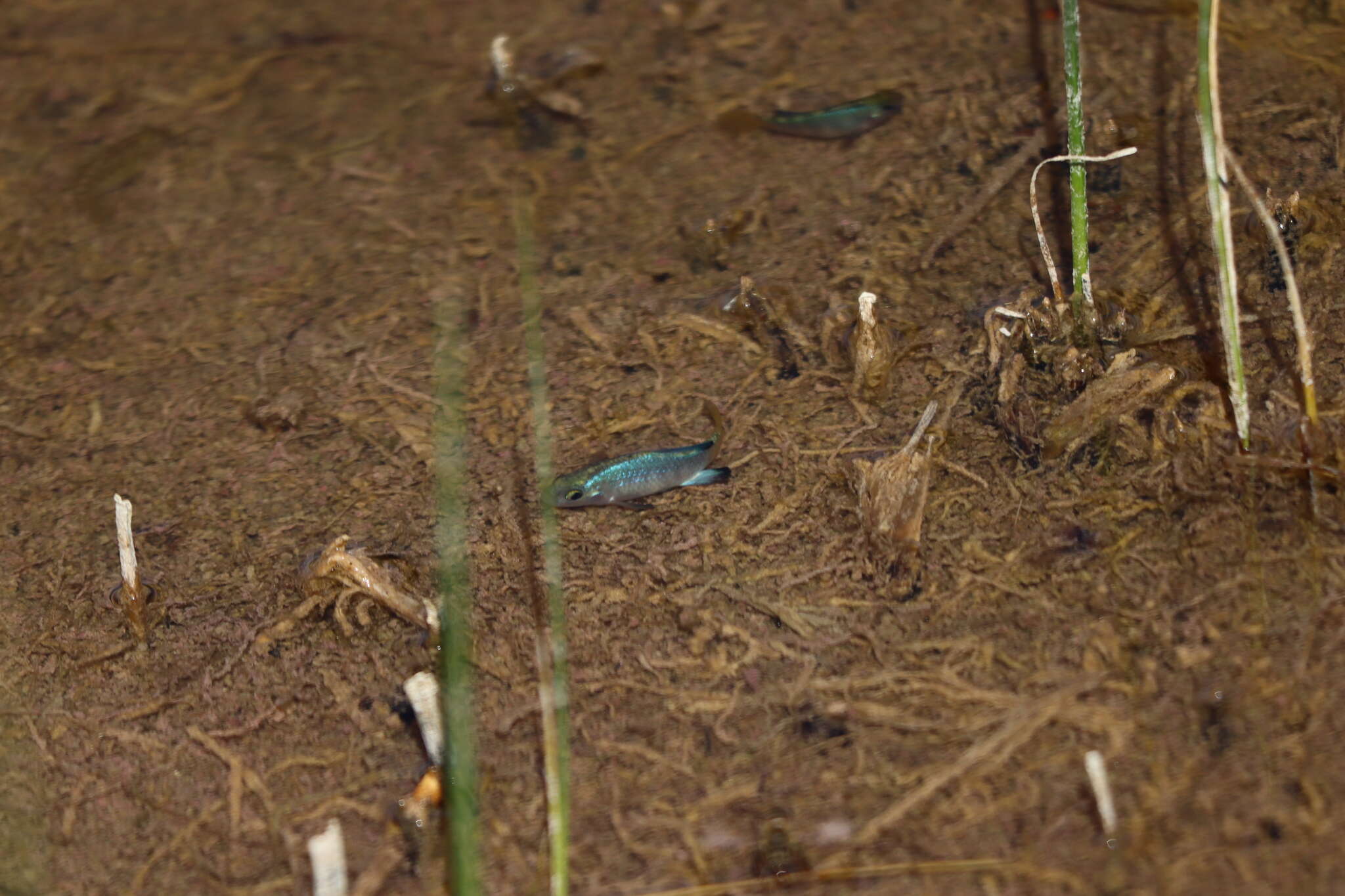 Image of Desert Pupfish