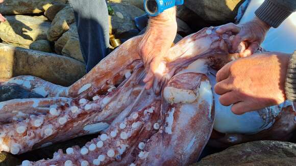 Image of Atlantic giant squid