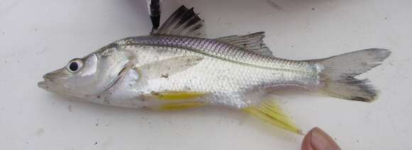 Image of Humpback snook