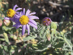 Image of Amellus asteroides (L.) Druce