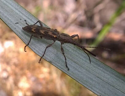 Image of Giraffe weevil