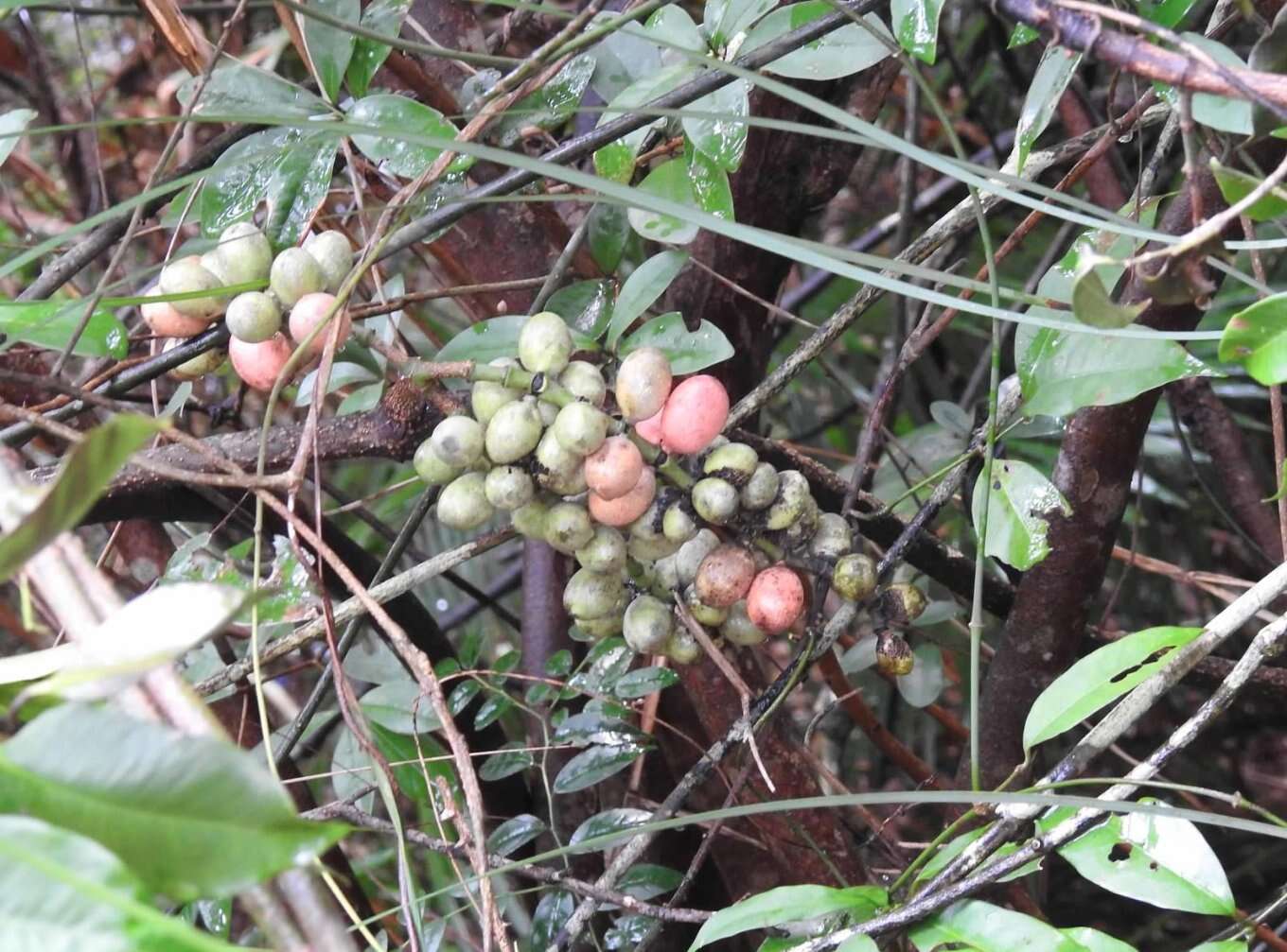 Image of Gnetum luofuense C. Y. Cheng