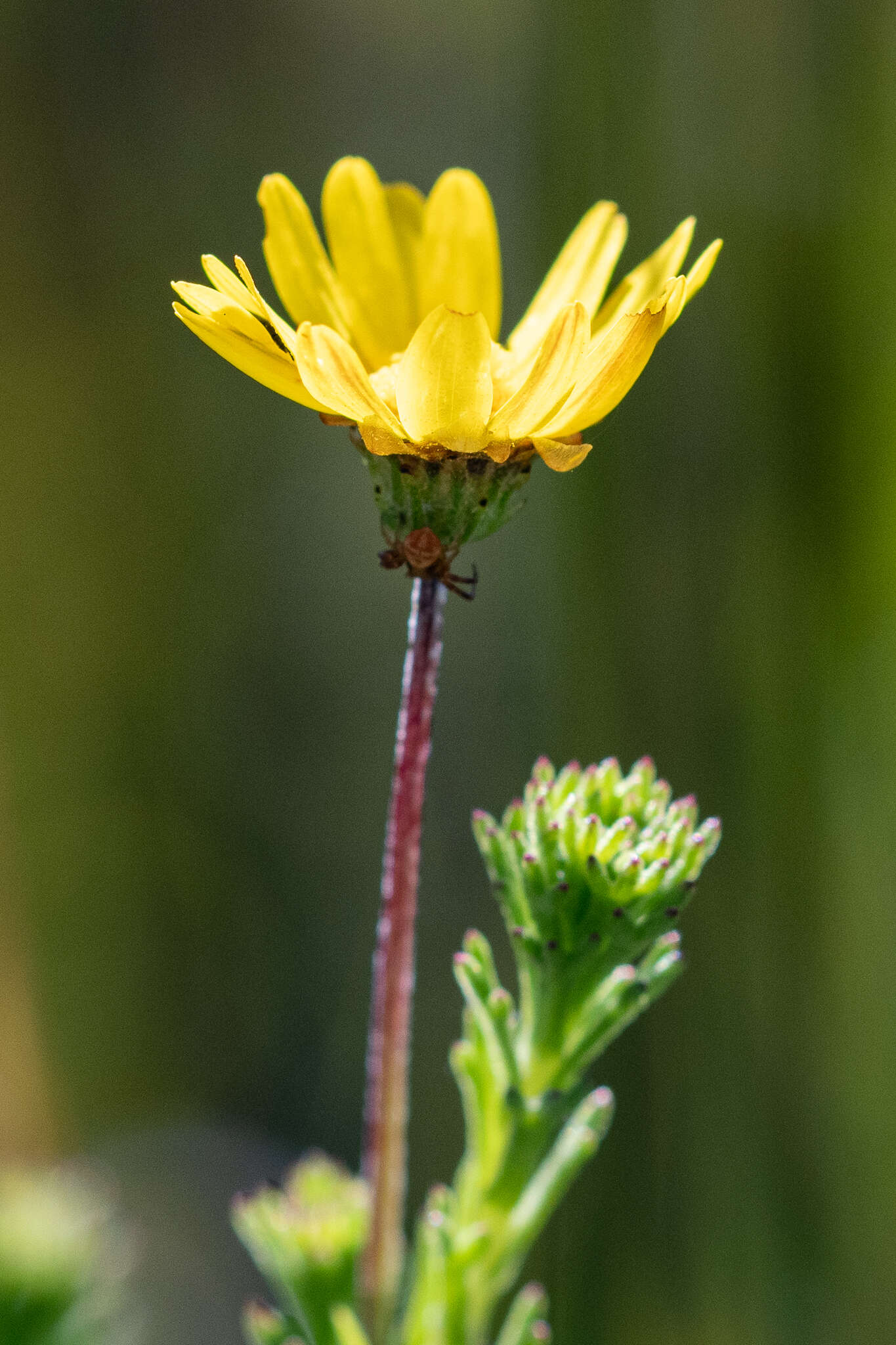 Image of Ursinia trifida (Thunb.) N. E. Br.