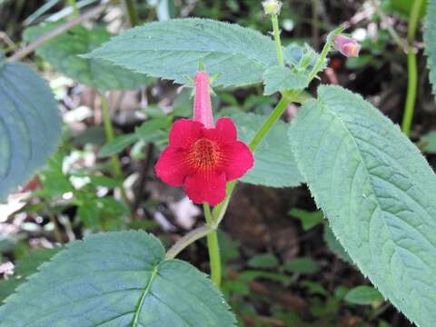 Image of Achimenes pedunculata Benth.