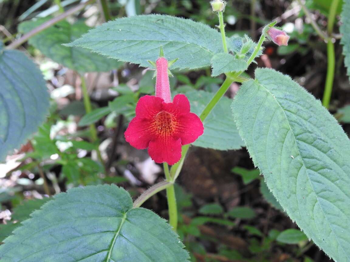 Image of Achimenes pedunculata Benth.