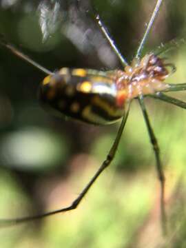 Image of Leucauge argyra (Walckenaer 1841)