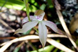 Image of Musky caps