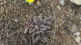 Image of Lenophyllum acutifolium Rose