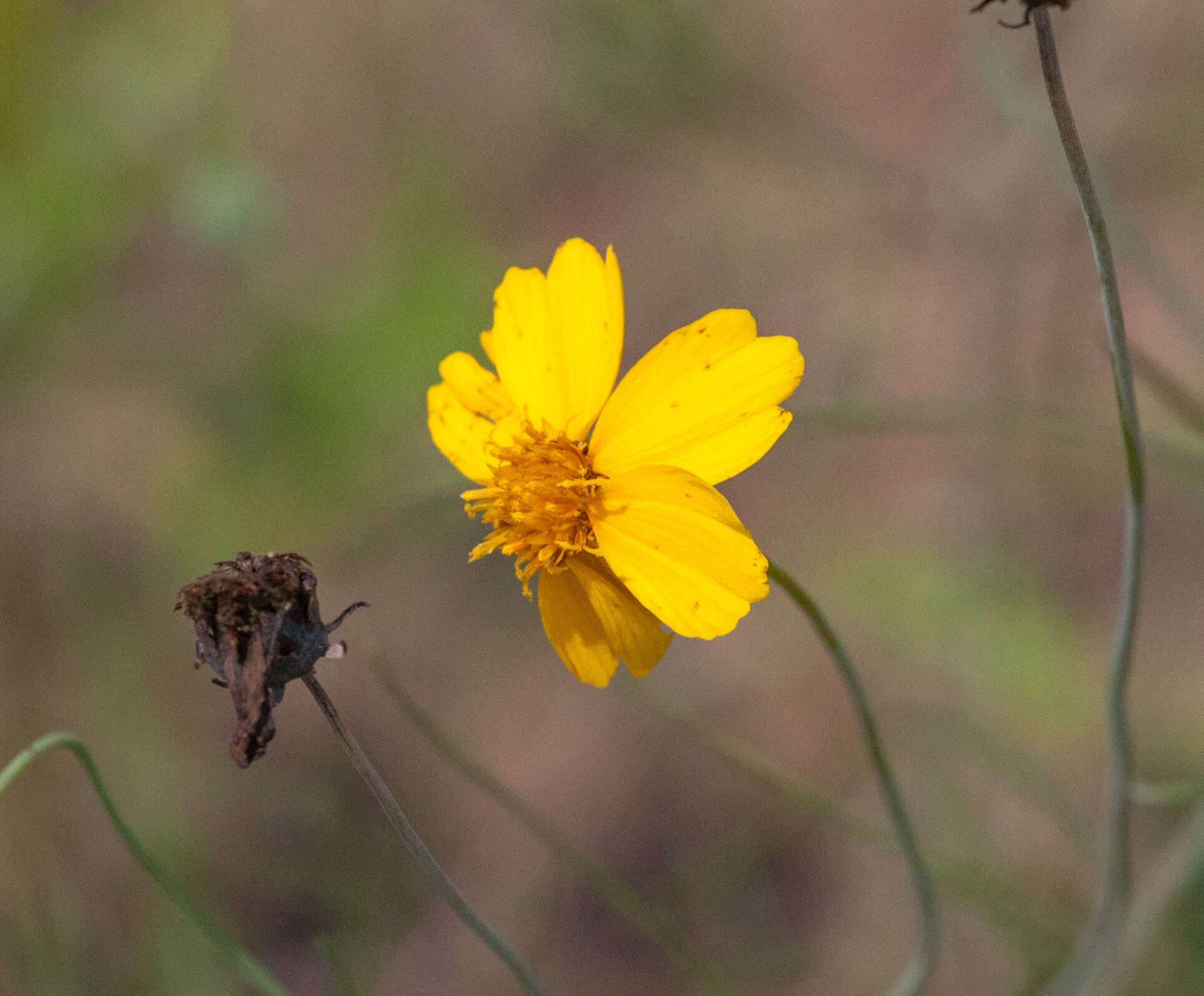 Image de Thelesperma flavodiscum (Shinners) B. L. Turner