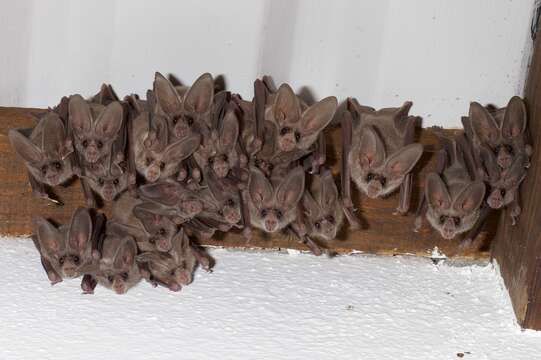 Image of California Leaf-nosed Bat