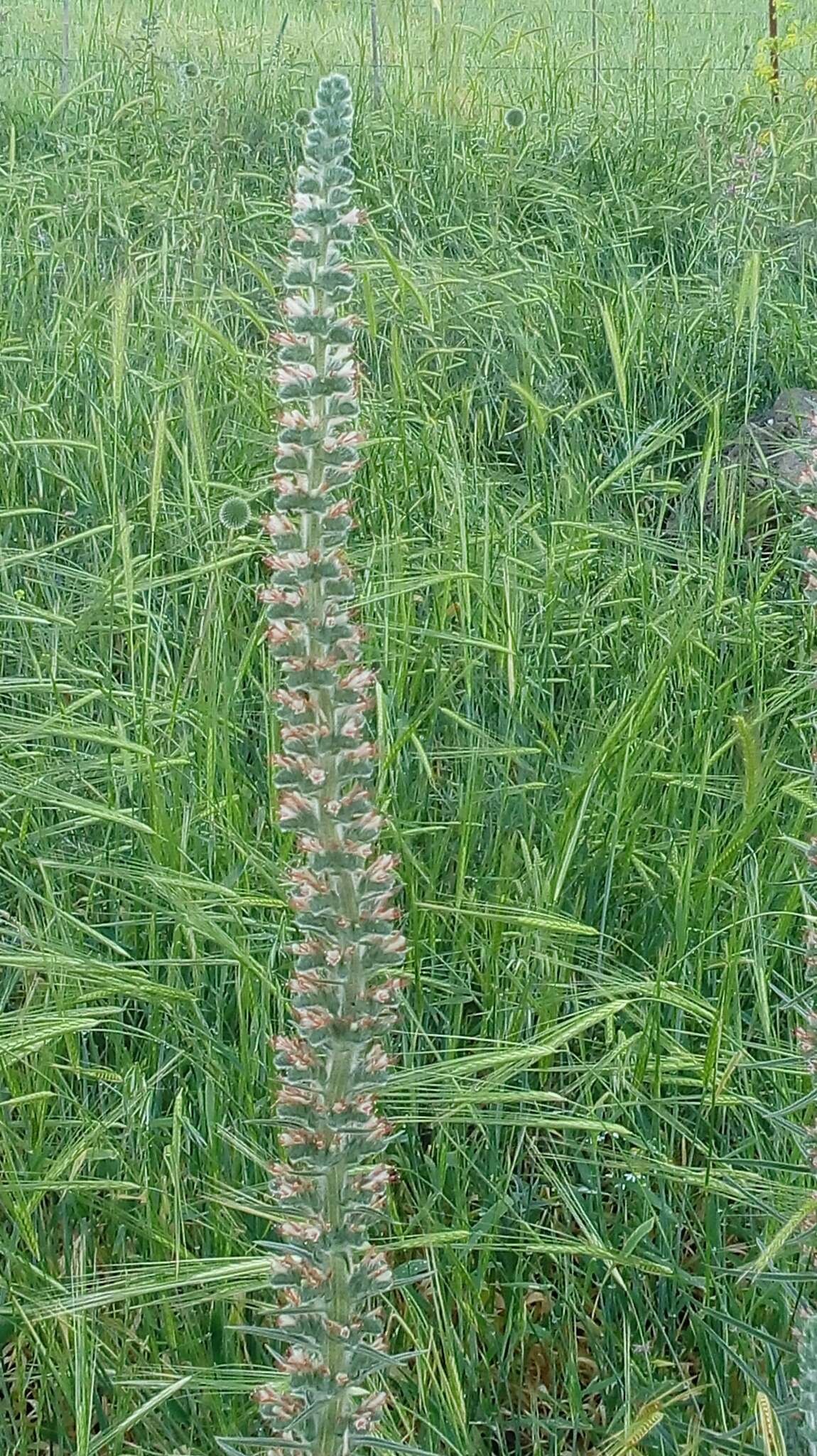 Echium glomeratum Poir.的圖片