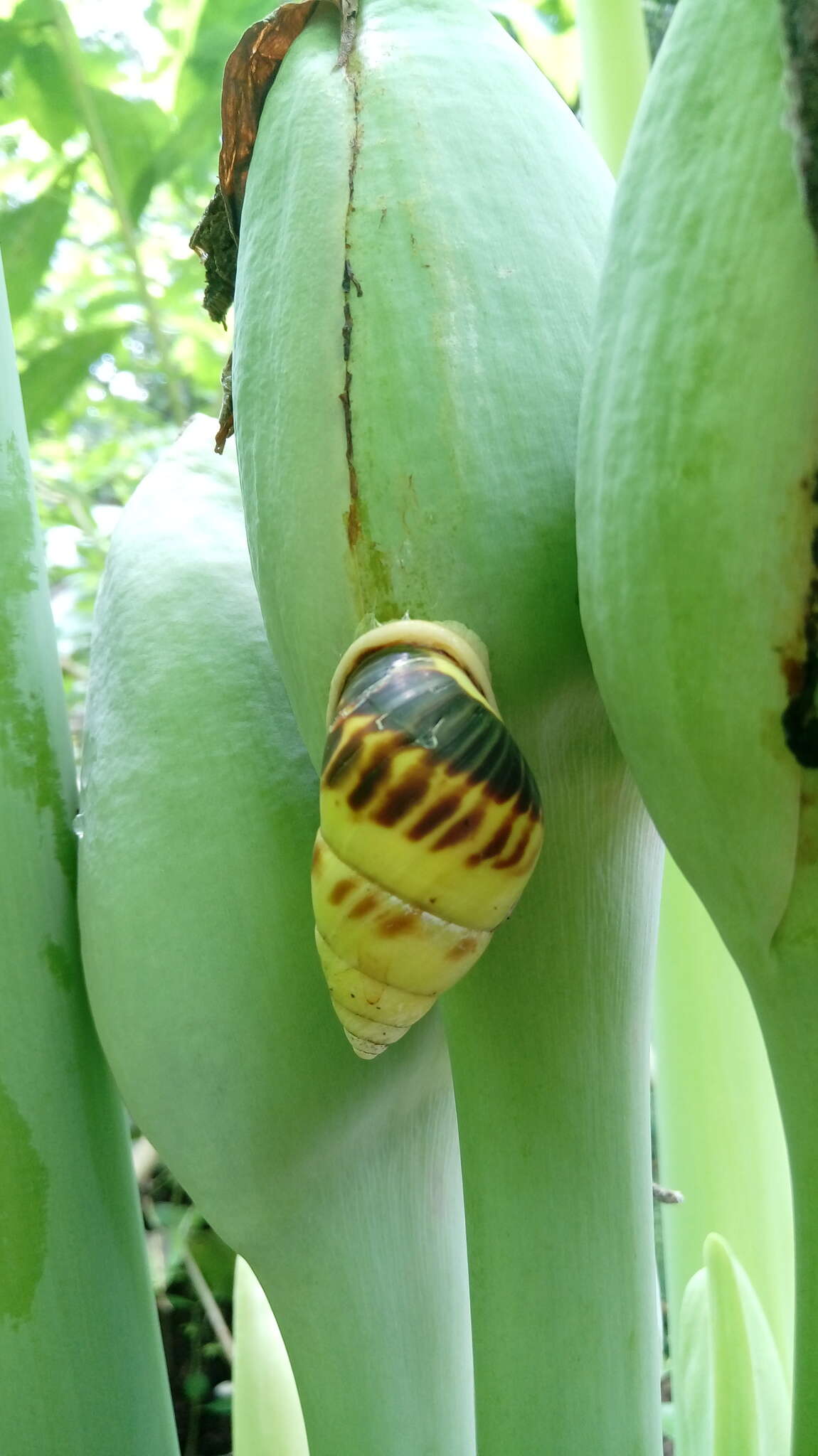 Image de Amphidromus perversus (Linnaeus 1758)