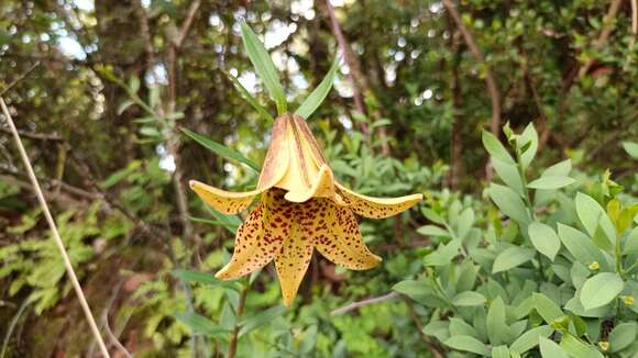 Image of Lilium bakerianum var. delavayi (Franch.) E. H. Wilson