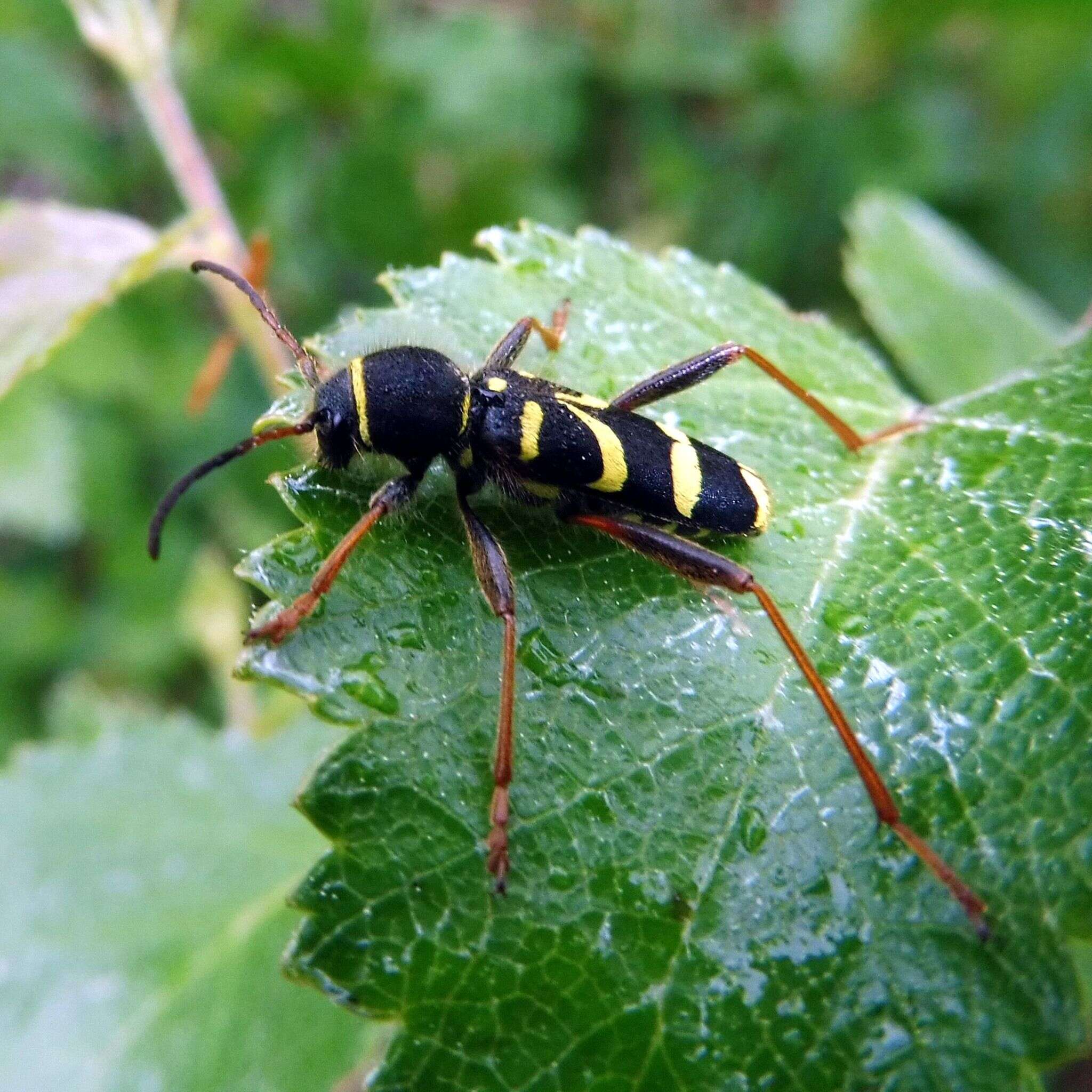 Plancia ëd Clytus arietis (Linné 1758)