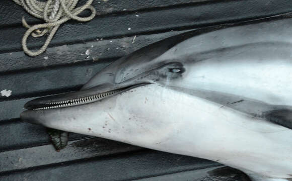 Image of Blue-white Dolphin