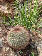 Image de Mammillaria johnstonii Orcutt