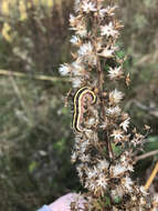 Image of Striped Garden Caterpillar